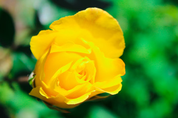 beautiful rose