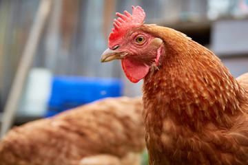 Chicken farm. Poultry farming business plan Breeds