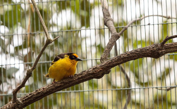 African Golden Oriole Oriolus Auratus