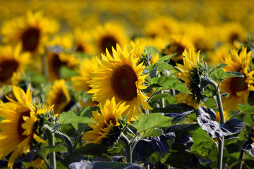 Fototapeta premium Helianthus annuus Auringonkukka Girasol Girasoli Sunflower Almindelig solsikke Sonnenblume Napraforgó 해바라기 Girasole Calom Tournesol Jáquima חמנית מצויה Hướng dương 向日葵