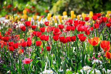 flowers in saint james park