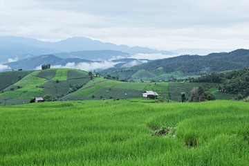 Fototapeta na wymiar A lush rice field at Pa Pong Piang, Chiang Mai, Thailand