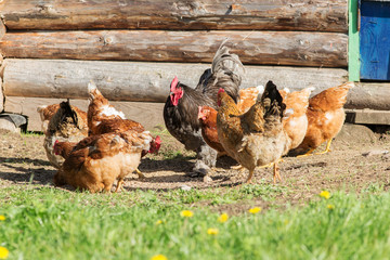 Naklejka na ściany i meble Poultry on the farm