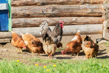 Rooster and hen on the farm