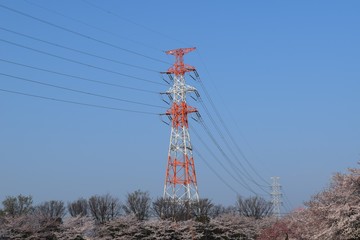 桜と送電線と青空　御伊勢塚　おいせづか公園　埼玉県川越市伊勢原
