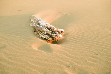 流木