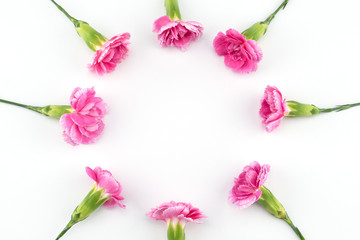 Obraz na płótnie Canvas Round pink carnation flowers wreath on white background with copy space