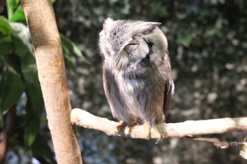 owl