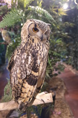 owl