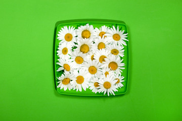 Flowers of camomiles on a green plate on a green background