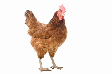 brown hen on white,copy space