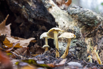 Mushrooms in the wood