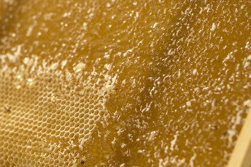 Honeycomb open unwaxing fork beekeeper uncapped for harvest golden delicious honey closeup