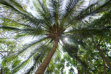 Fototapeta premium Look up view of palm tree with coconut