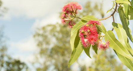 Australian red eucalyptus  flowers panoramic scene © sherjaca