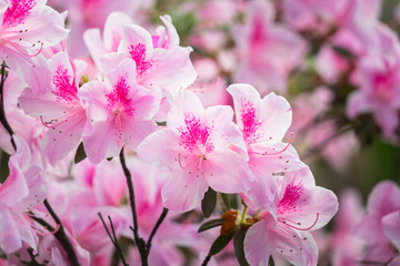Obraz premium Close-Up Of Pink Flower Blooming Outdoors,shot in Shanghai,China.