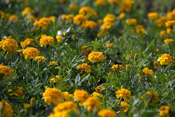 The yellow Tagetes flowers on the summer lawn.