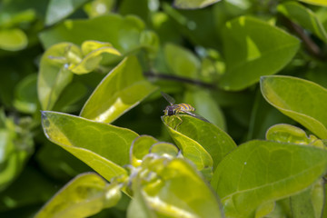Episyrphus belteatus hoverfly insect macro