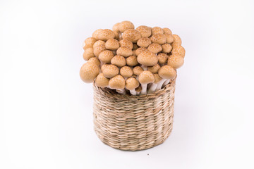 Shimeji mushrooms brown in the basket on white background.