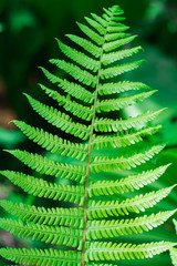 Abstract image of  fresh green leaf texture  leaves in nature