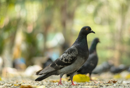Pigeon in nature