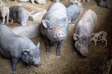 Pigs on the farm inside a shed