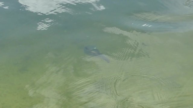 scene of barramundi under the water when it is hooked 
