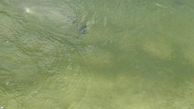 scene of barramundi under the water when it is hooked 
