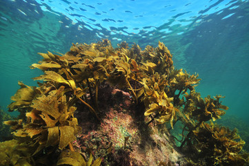 Fototapeta premium Brown stalked kelp Ecklonia radiata grows on rock close to sea surface.