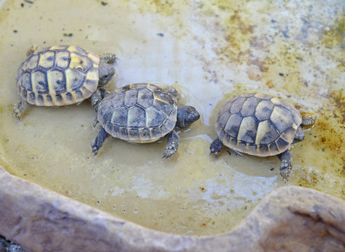 babies turtles hermann