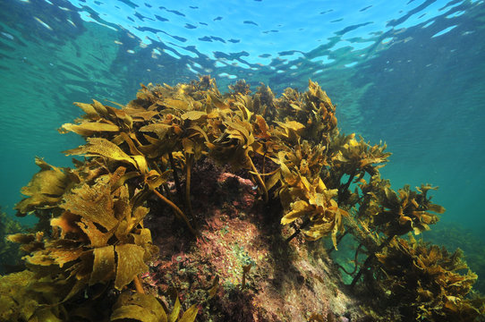 Brown stalked kelp Ecklonia radiata grows on rock close to sea surface.