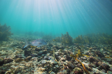 Australasian snapper Pagrus auratus swims above flat bottom covered with boulders and bushes of sea weeds.