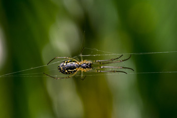 Scary spider and its web