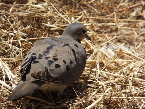 Channel Island Pigeon