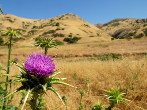 Channel Island Thistle