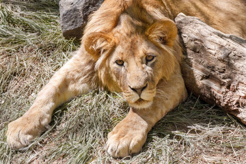 animal young lion lying on the grass