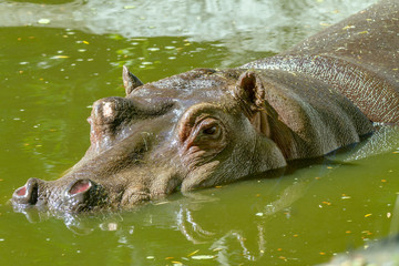 Fototapeta premium large mammal of a wild animal, hippopotamus in water