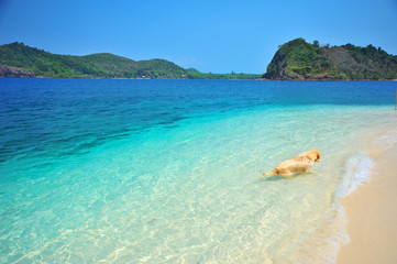 Golden Retriever Dog Relaxing on Beach 