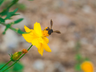 bee and flower