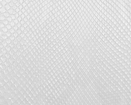 Snake skin texture in white color, modern bright white background.