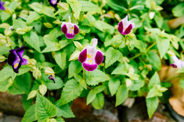 Purple Torenia fournieriin garden