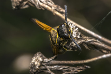 Wasp coming out from cocoon