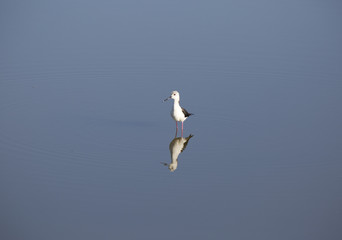 Black-winged Stilt (Himantopus himantopus) on the water