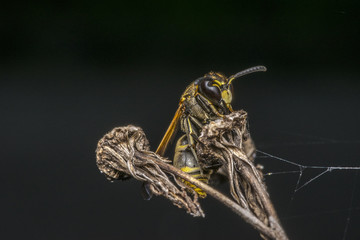 Wasp coming out from cocoon