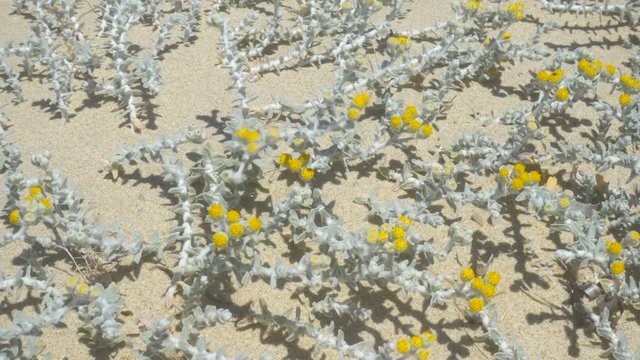 Wild Yellow Flowers and Arid Plants on a Sandy Beach
