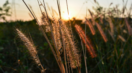 Grass flower in the evening sunset