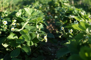 Strawberry  bush 