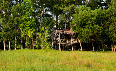 Collapse wood house in the forest