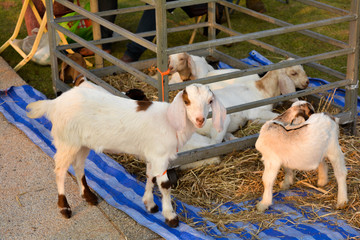 The group of white goat