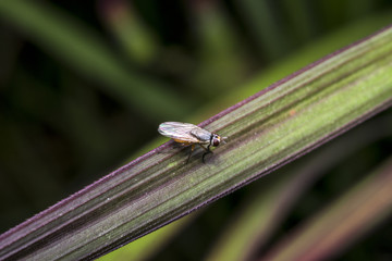 Fly insect on a plant leaf